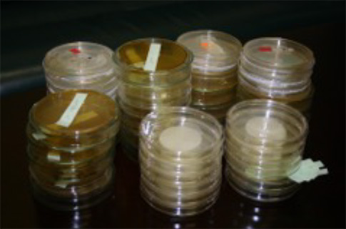 抗菌活性試験、生菌数確認、検定試験